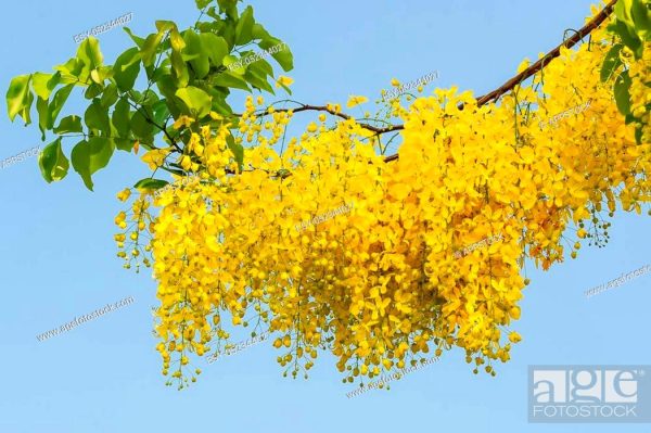 Amaltas ( Cassia fistula) Seed and Saplings - Image 3