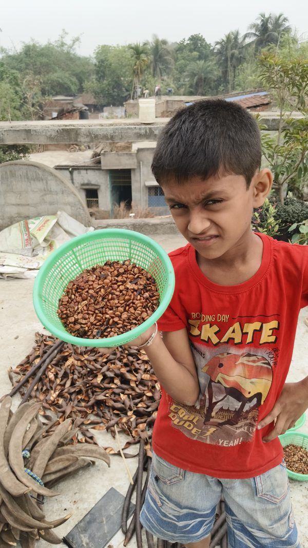 Amaltas ( Cassia fistula) Seed and Saplings - Image 5