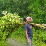 Plantation for Martyrs