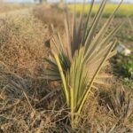 Launch of : Plant For Peace, Plant For Planet Campaign