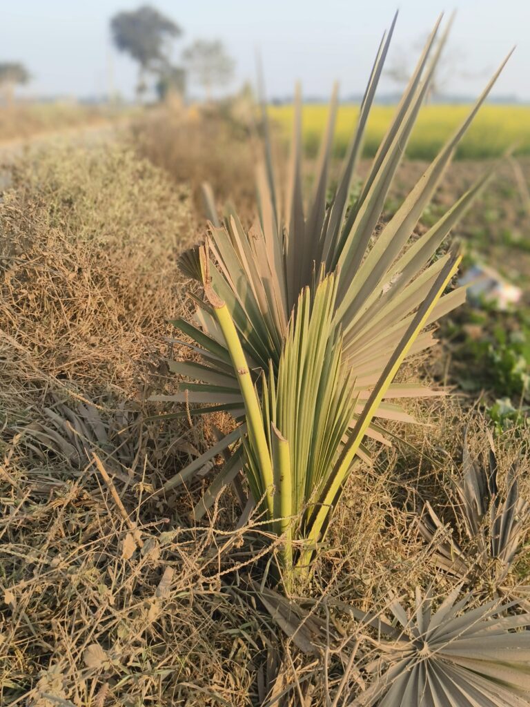 Launch of : Plant For Peace, Plant For Planet Campaign