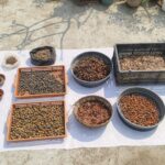 Seed Bank