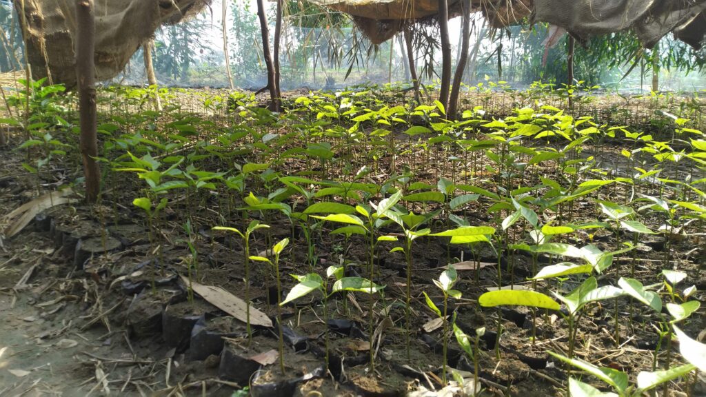 Mega Seed Collection Drive – 2024-25