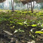 Mega Seed Collection Drive – 2024-25