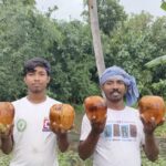 Native Palm Seed Plantation Campaign
